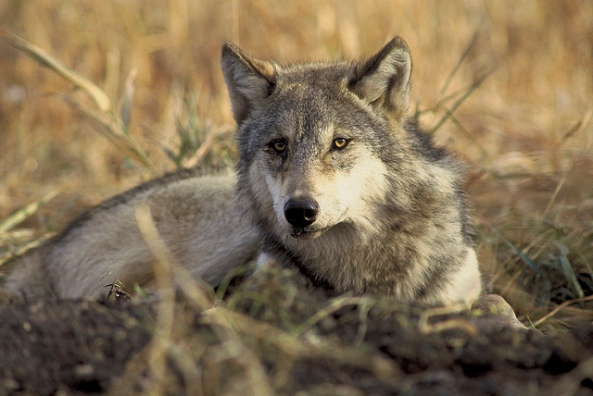 endangered-threated-gray-wolf-endangered-gray-wolf-canis-lupus_usfws-endangered-species